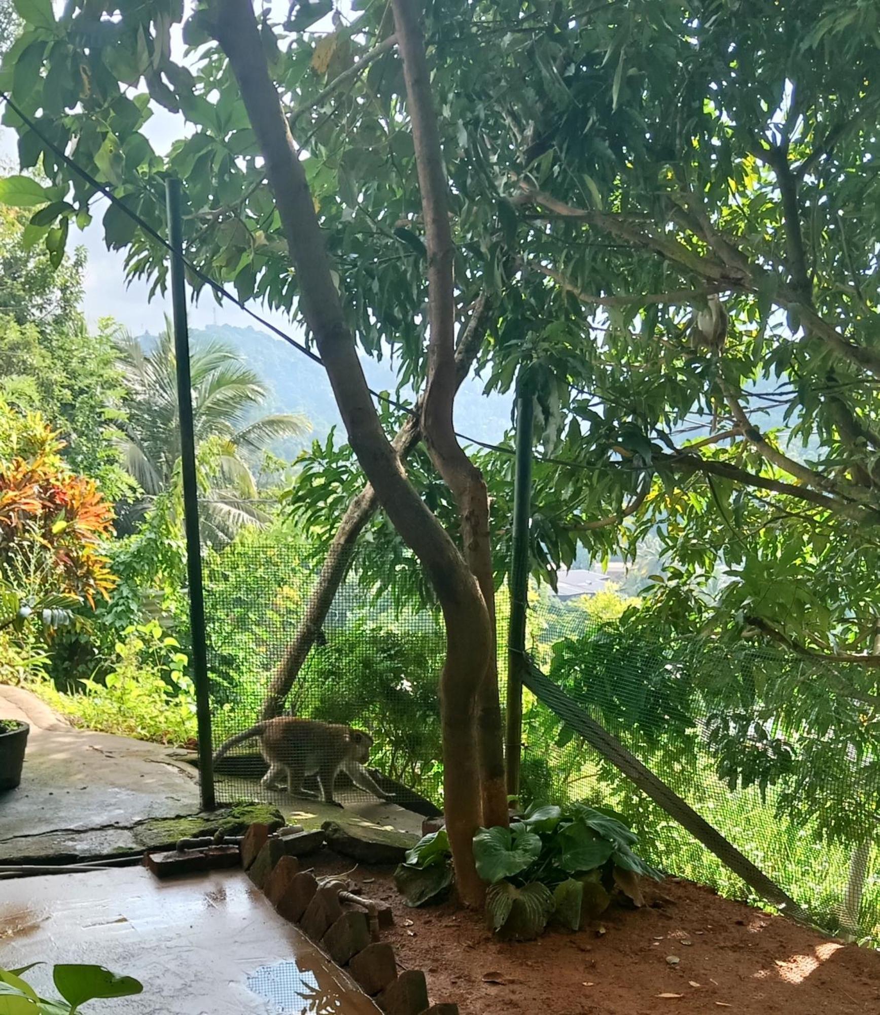 Fly Infinity - Home Stay Kandy Exterior foto